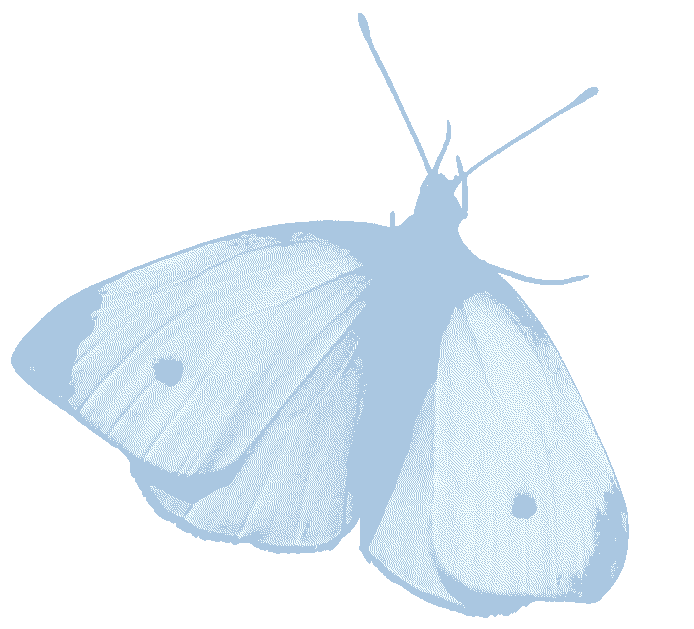 A butterfly, dithered with a light blue tone